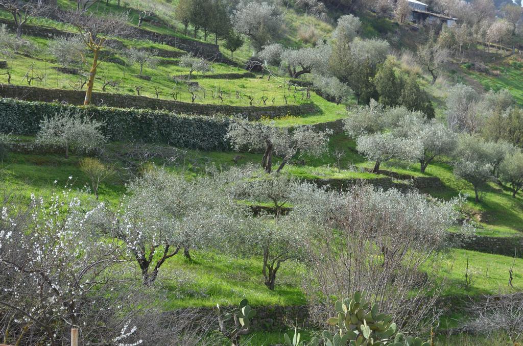 Villa Della Mimosa Alia Exteriör bild